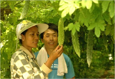 기능성채소 ‘여주’로 고소득