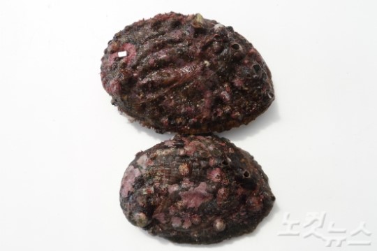 독도 왕전복, 어업인 품으로