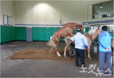 제주를 승마관광 천국으로∼