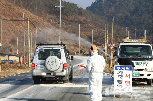 안동시, 구제역 백신접종 긴급 점검
