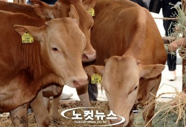 한우 낙찰받고 줄행랑 일당 검거