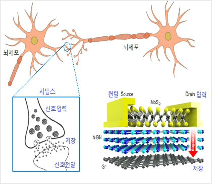 인간의 뇌 속 시냅스 본뜬 차세대 메모리 개발