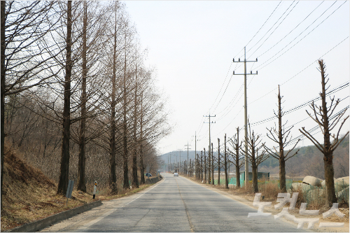 나무 학대 전신주 때문에 20년째 몽당나무된 가로수