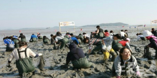 그 많던 벌교 꼬막은 모두 어디로 갔을까