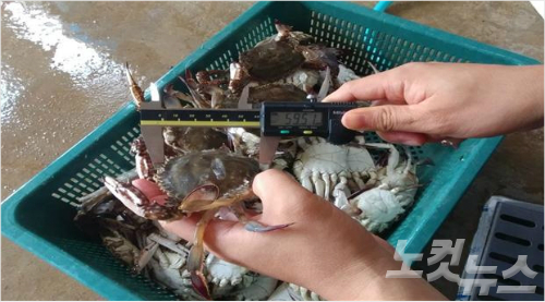 간장 게장 무한리필 식당 2곳…어린 꽃게 판매 적발