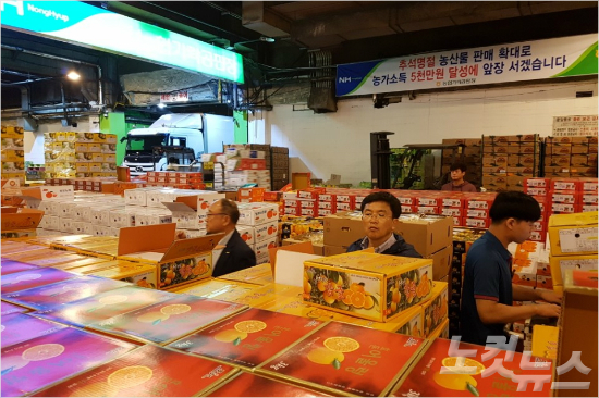 제주 노지감귤 첫 출하…역대 최고 경매가 기록