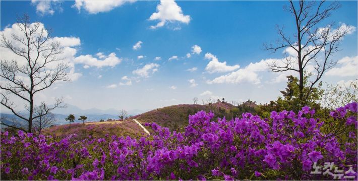 백운산국사봉철쭉축제