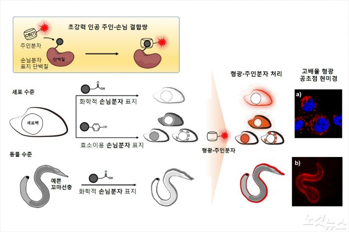원하는 단백질만 골라서 염색…동물실험 성공