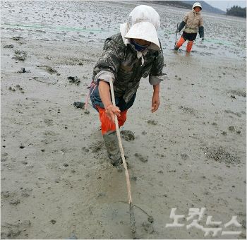 낙지목장 조성사업, 갯벌낙지 증대효과 커