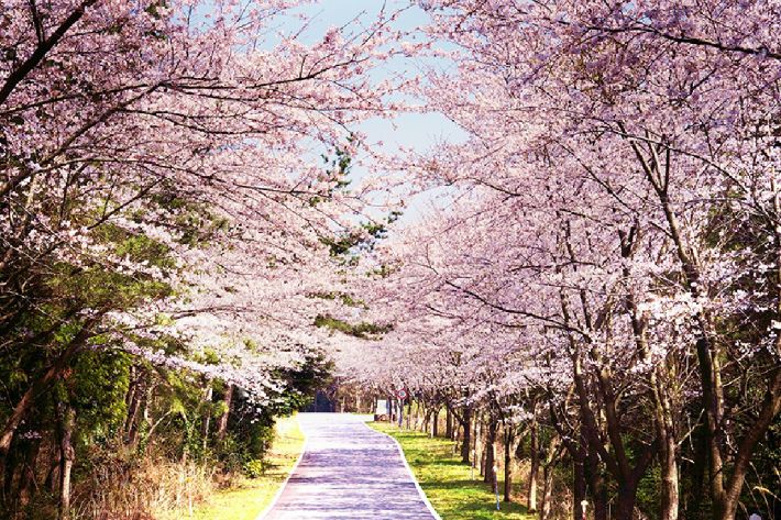 [제주관광돋보기] 탐나는 제주의 봄, 관광업계 어서옵서예