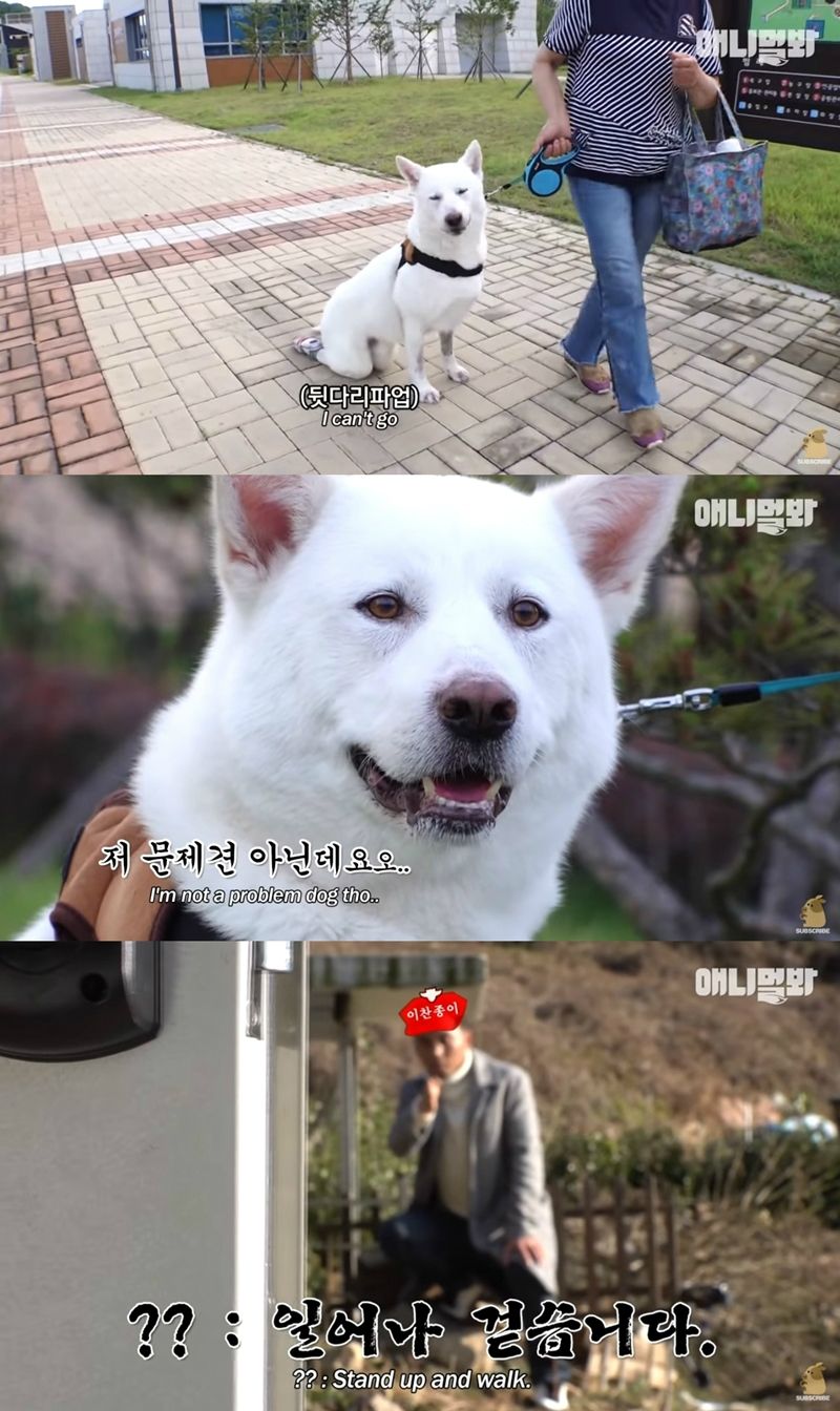 TV 동물농장 유튜브, 장애견 비하 논란에 영상 삭제+댓글 사과