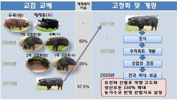 국산 개량 품종 우리흑돈 농가 보급 착수