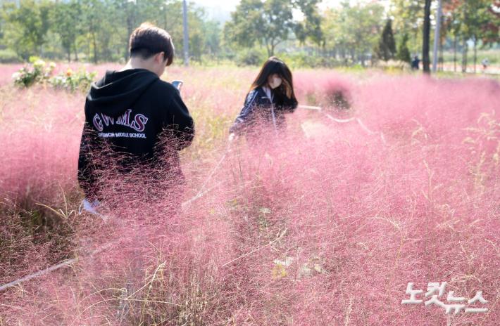 외래종 핑크뮬리, 알고보니 ‘위해성 2급’