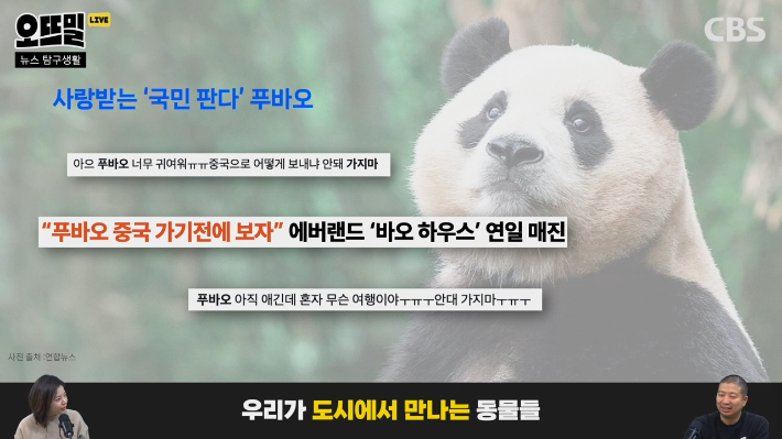 푸바오에 사로잡힌 한국, 만약 산에서 판다를 만나면?