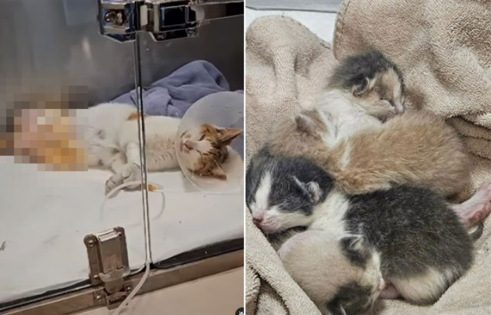 출산 하루 만에…두 다리 절단 고양이, 새끼 지켜낸 사연[댕댕냥냥]