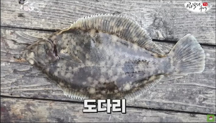 요즘 휴가 가서 회 뭐 먹음? 그 지역서 나는 잡어류가 최고[한판승부]