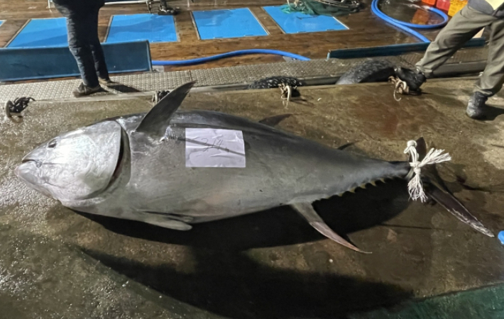 대왕고래 아니고 대왕참치입니다…가격은 1050만원[어텐션 뉴스]