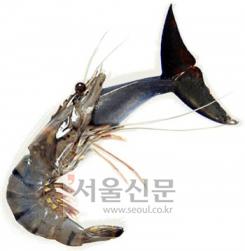 ‘고래 기업’ 삼킨 새우들