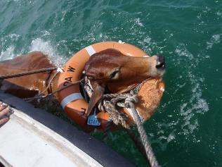 “음메~소 살려”…바다서 구출된 거대 소