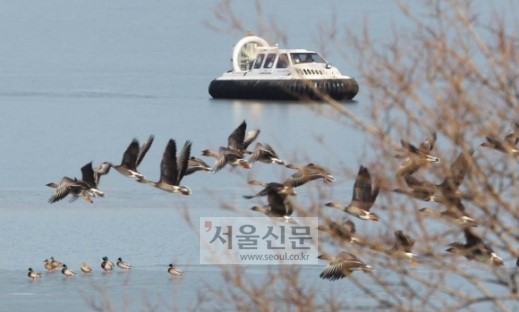[AI확산 비상] “기러기떼만 봐도 철렁”… 을숙도·태화강 등 철새명소 긴급방역