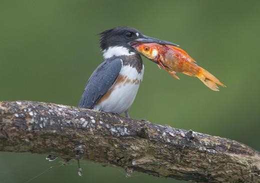 사진이 안보일 때→우측클릭→'사진보기' 클릭, OK. ☞작성: Daum카페: 한국 네티즌본부