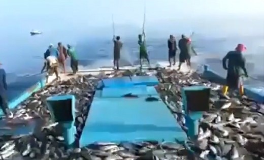 ‘물반 고기반’ 실감케 하는 도리깨질(?) 낚시 화제