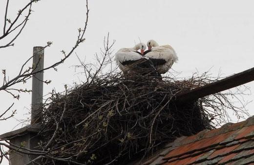 사진이 안보일 때→우측클릭→'사진보기' 클릭, OK. ☞작성: Daum카페: 한국 네티즌본부