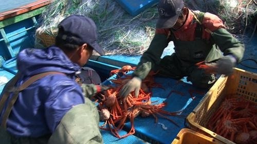“거센 파도와 3.2㎞ 그물과의 사투” 동해 홍게잡이 현장