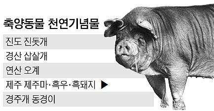 ‘제주흑돼지’ 천연기념물… 식용은 따로 키운답니다