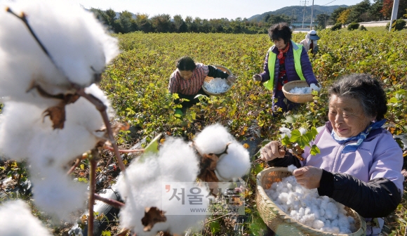 [포토 다큐] 가장 따뜻한 꽃 목화
