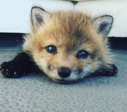 SSI_20161123151852_V_99_20161123153203.j