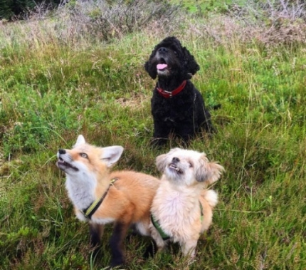 SSI_20161123152018_V_99_20161123153203.j