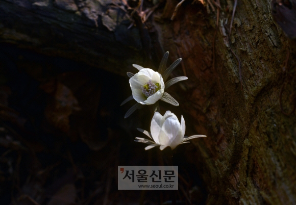 [손원천 기자의 호모나들이쿠스] 천길아래 새침데기 들꽃아씨