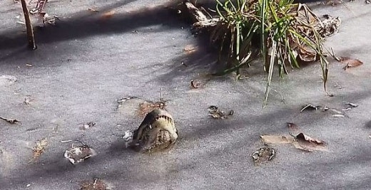 한파에 연못과 함께 얼어버린 악어.jpg1