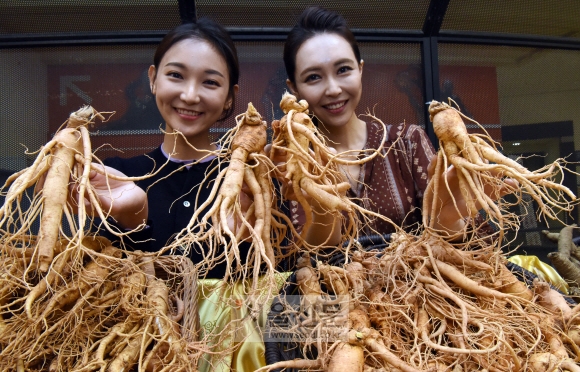 ‘가을 햇인삼’ 싸게 사세요