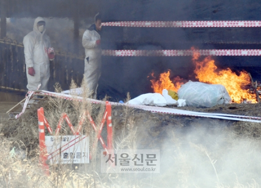 안성서 두 번째 구제역 확진… 설연휴 확산 초비상