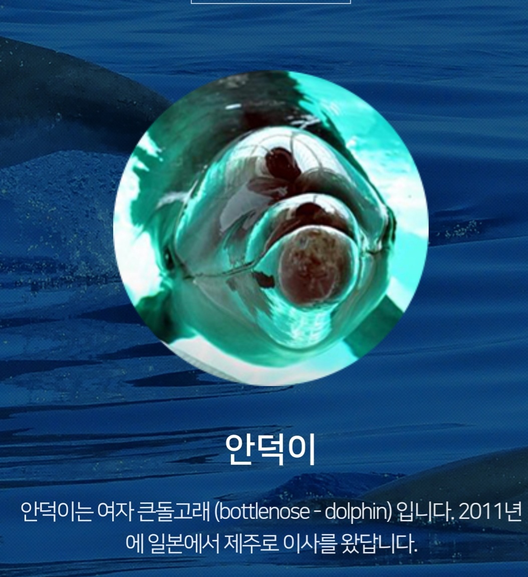 제주 마린파크에서 돌고래 또 폐사…10년간 5마리나 죽어