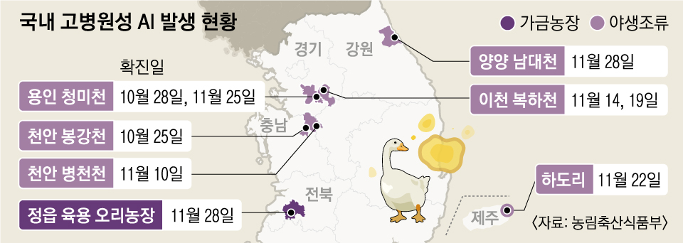 2년 8개월 만에 오리농장 AI… 전국 확산 조짐에 ‘심각’ 경보
