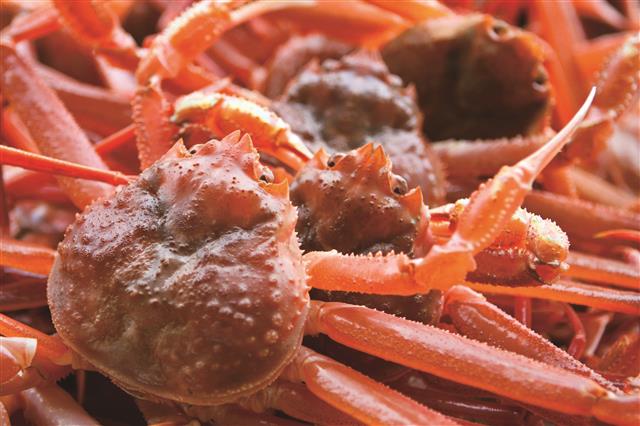 포항 바다향 품은 ‘맛있는 녀석들’