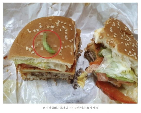 “버거킹 햄버거 애벌레, 돈봉투로 무마 시도…발설 금지 각서도”