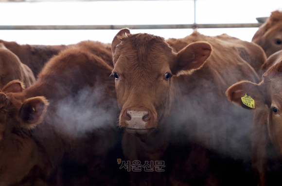 소 한마리 500만원인데…63마리 굶겨죽인 30대 농장주 “바빠서 관리 못해”