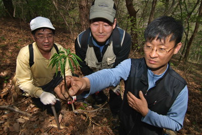 [약초에 빠져봅시다] 심마니 산삼 캐기 체험