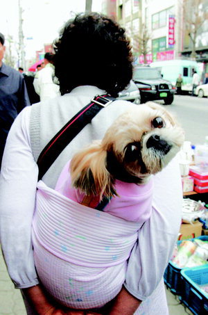 [윤영이 선생님과 함께하는 NIE] 동물보호법