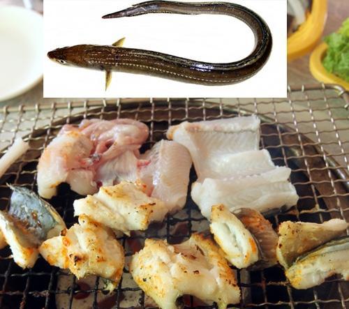 통영 바다장어 다 어디로 갔을까?