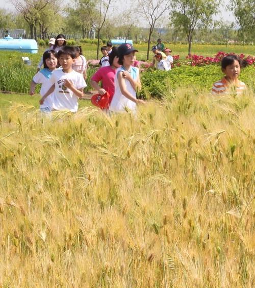 [포토뉴스] 노랗게 익어가는 보리밭