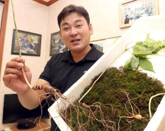 [Why] 너도나도 심봤다… 심마니 열풍 왜?