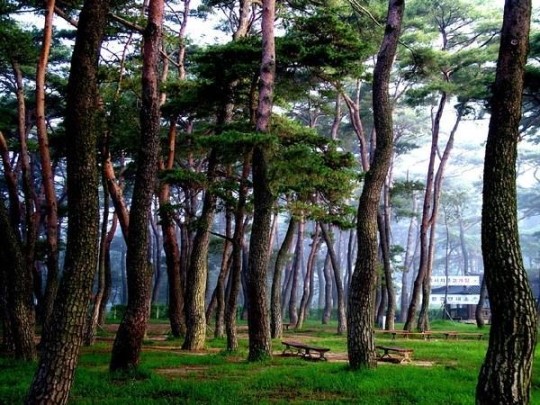 [동네방네] 하동 송림공원 이달부터 휴식년
