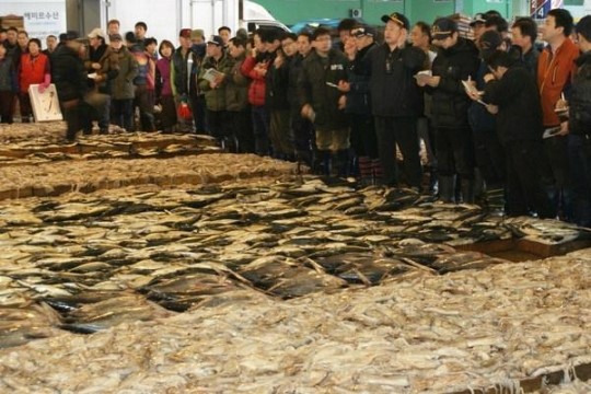 日 EEZ 씨알 굵은 고등어는 반짝 대풍?