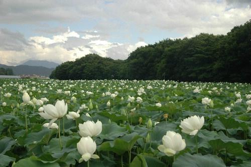 함양 특화작목 백연(白蓮) 집중 육성