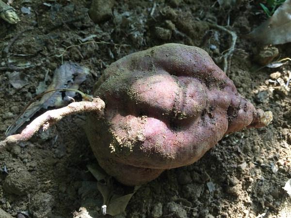 [자연이 준 선물, 산약초] 건강 돕는 약초 사는 재미까지 이보다 더 좋을까?